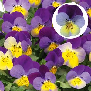 Afbeelding van Viola P9 kleinbloemig Deltini Bleu purple wing